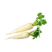 ai generiert schwebend von Weiß Daikon mit ein mild Geschmack, ohne Schatten, isoliert transparent Hintergrund png