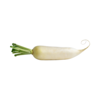 ai generiert schwebend von Weiß Daikon mit ein mild Geschmack, ohne Schatten, isoliert transparent Hintergrund png