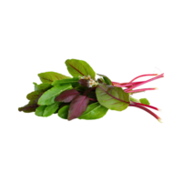 AI generated Floating Of Green And Red Sorrel With A Lemony Flavor, Isolated Transparent Background png