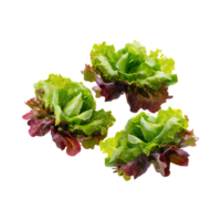 AI generated Floating Of Bunches Green And Red Lettuce With A Crunchy Texture, Isolated Transparent Background png