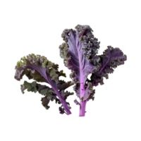 AI generated Floating Of Bunches Purple Kale With Curly Edges, Isolated Transparent Background png