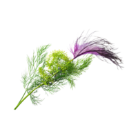 ai généré flottant de vert et violet aneth avec une plumeux texture, isolé transparent Contexte png