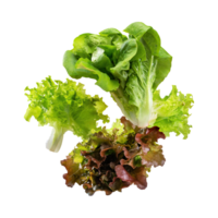 AI generated Floating Of Bunches Green And Red Lettuce With A Crunchy Texture, Isolated Transparent Background png