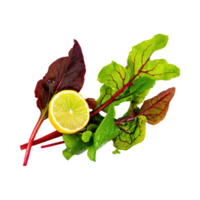 AI generated Floating Of Green And Red Sorrel With A Lemony Flavor, Isolated Transparent Background png