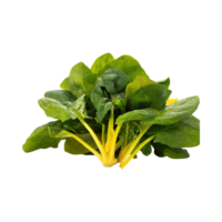 AI generated Green And Yellow Spinach With A Leafy Texture, Without Shadow, Isolated Transparent Background png