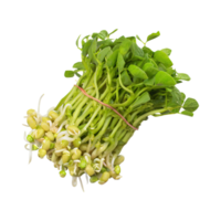 AI generated Floating Bunches Of Bean Sprouts, Without Shadow, Isolated Transparent Background png