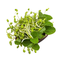 AI generated Floating Bunches Of Bean Sprouts, Without Shadow, Isolated Transparent Background png