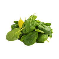 AI generated Green And Yellow Spinach With A Leafy Texture, Without Shadow, Isolated Transparent Background png