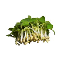 AI generated Floating Bunches Of Bean Sprouts, Without Shadow, Isolated Transparent Background png