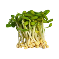 AI generated Floating Bunches Of Bean Sprouts, Without Shadow, Isolated Transparent Background png