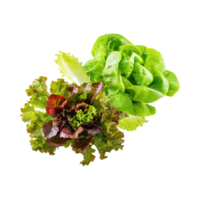 AI generated Floating Of Bunches Green And Red Lettuce With A Crunchy Texture, Isolated Transparent Background png