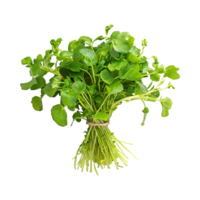 AI generated Bunches Green And White Watercress With A Peppery Taste, Isolated Transparent Background png