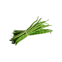 AI generated Bunches Of Fresh Long Beans, Without Shadow, Isolated Transparent Background png