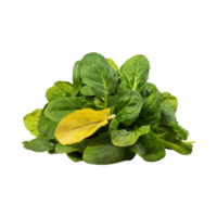 AI generated Green And Yellow Spinach With A Leafy Texture, Without Shadow, Isolated Transparent Background png