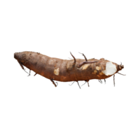 AI generated Floating Of Brown Cassava With Sliced Of Cassava,Earthy, Root ,Isolated Transparent Background png