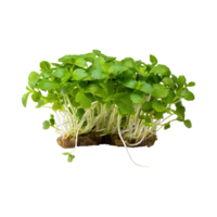 AI generated Floating Of Green And White Watercress With A Peppery Taste, Without Shadow, Isolated Transparent Background png