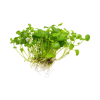 AI generated Floating Of Green And White Watercress With A Peppery Taste, Without Shadow, Isolated Transparent Background png