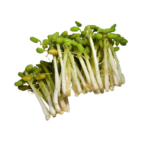 AI generated Floating Bunches Of Bean Sprouts, Without Shadow, Isolated Transparent Background png