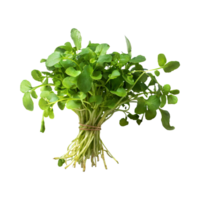 AI generated Bunches Green And White Watercress With A Peppery Taste, Isolated Transparent Background png