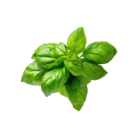 AI generated Floating Bunch Of Fresh Green Basil Leaves, Isolated Transparent Background png