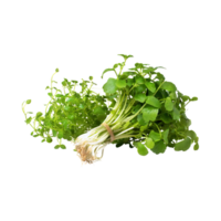 AI generated Bunches Green And White Watercress With A Peppery Taste, Isolated Transparent Background png