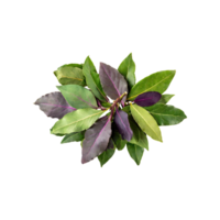 AI generated Floating Of Cluster Of Green And Purple Bay Leaves, Isolated Transparent Background png