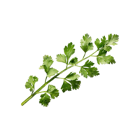 AI generated Sprig Of Dried Green Coriander Leaves, Without Shadow, Isolated Transparent Background png