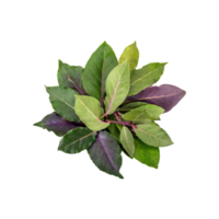 AI generated Floating Of Cluster Of Green And Purple Bay Leaves, Isolated Transparent Background png