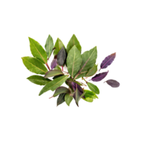 AI generated Floating Of Cluster Of Green And Purple Bay Leaves, Isolated Transparent Background png