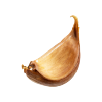 AI generated Slices Of Brown Clove Of Garlic, Without Shadow,  Isolated Transparent Background png