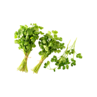 AI generated Bunches Of Dried Green Coriander Leaves, Without Shadow, Isolated Transparent Background png