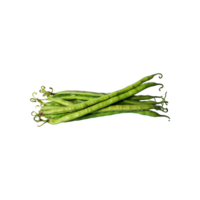 AI generated Very Long Beans, Without Shadow, Isolated Transparent Background png