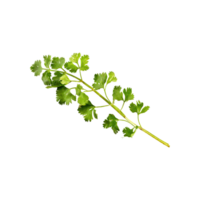 AI generated Sprig Of Dried Green Coriander Leaves, Without Shadow, Isolated Transparent Background png