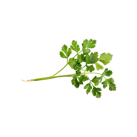 AI generated Sprig Of Dried Green Coriander Leaves, Without Shadow, Isolated Transparent Background png