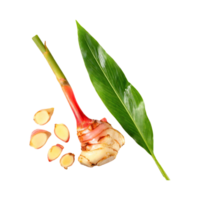 AI generated Floating Of A Slices Galangal, Without Shadow, Isolated Transparent Background png