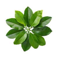 AI generated Histriks Lime Leaf, Without Shadow, Isolated Transparent Background png