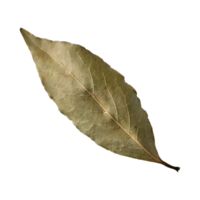 AI generated Dried Bay Leaf , Without Shadow, Isolated Transparent Background png