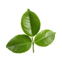 AI generated Histriks Lime Leaf, Without Shadow, Isolated Transparent Background png