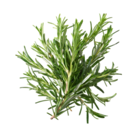 AI generated Floating Of Rosemary, Without Shadow, Isolated Transparent Background png