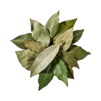 AI generated Floating Of Bunch Dried Bay Leaf , Without Shadow, Isolated Transparent Background png