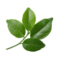 AI generated Histriks Lime Leaf, Without Shadow, Isolated Transparent Background png