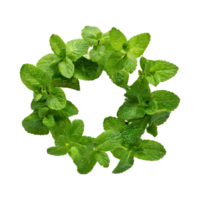 AI generated Floating Of One Fresh Mint Leaf, Without Shadow,Isolated Transparent Background png