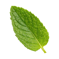 ai generado flotante de uno Fresco menta hoja, sin sombra,aislado transparente antecedentes png