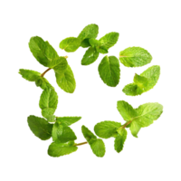 AI generated Floating Of One Fresh Mint Leaf, Without Shadow,Isolated Transparent Background png