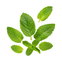 AI generated Floating Of One Fresh Mint Leaf, Without Shadow,Isolated Transparent Background png