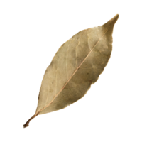 AI generated Dried Bay Leaf , Without Shadow, Isolated Transparent Background png