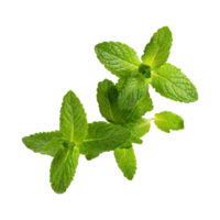 AI generated Floating Of One Fresh Mint Leaf, Without Shadow,Isolated Transparent Background png