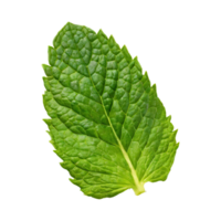 AI generated Floating Of One Fresh Mint Leaf, Without Shadow,Isolated Transparent Background png