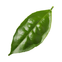 AI generated Histriks Lime Leaf, Without Shadow, Isolated Transparent Background png