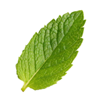 AI generated Floating Of One Fresh Mint Leaf, Without Shadow,Isolated Transparent Background png